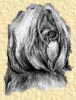 tibet+terrier tibetan+terrier