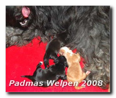 Welpen neugeboren