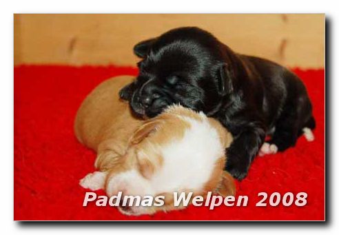 Welpen mit 2 Wochen