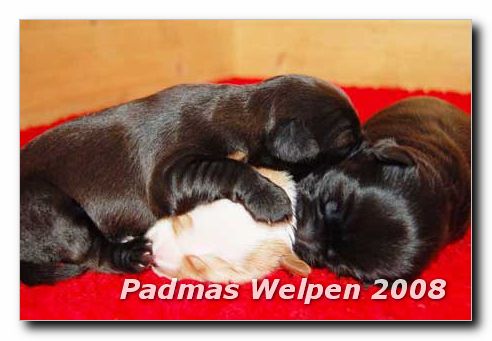 Welpen mit 2 Wochen