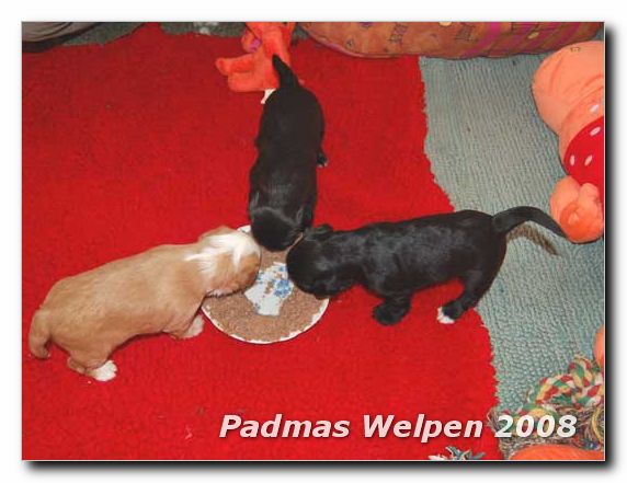 gemeinsames schmatzen