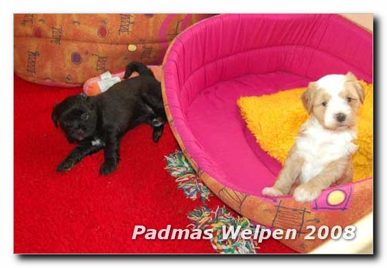 5-wochen_1