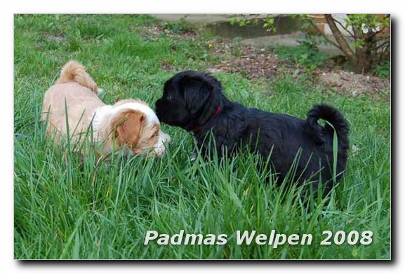 8_weeks_male-black
