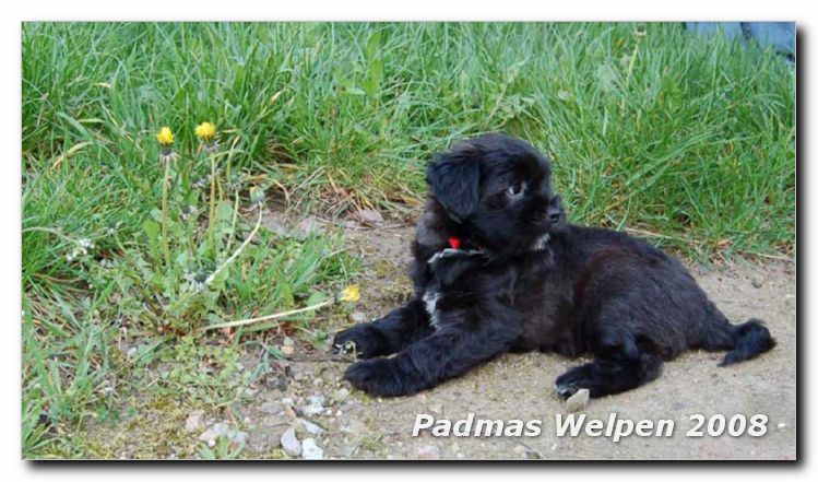 8_weeks_male1