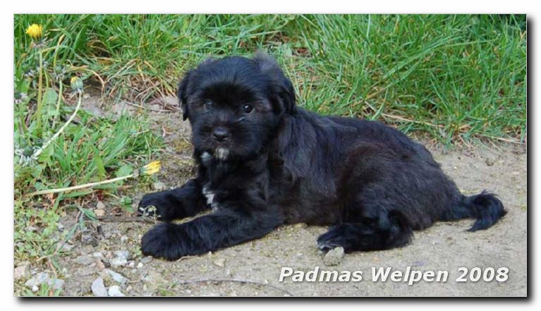 8_weeks_male_black-silver