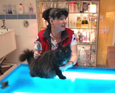 sellbst Katzen ben�tigen fachgerechte Fellpflege