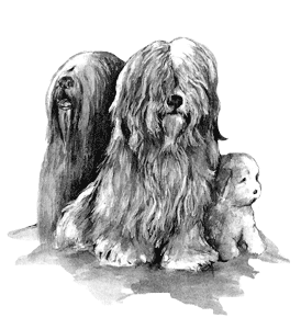hundesalon+Halle+Saalkreis+petersberg