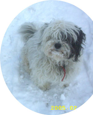 tibet_terrier_ilka