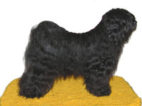 tibet_terrier_padma bekommt bald welpen