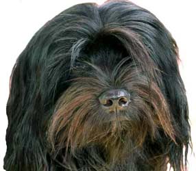 shikar+tibet+terrier, Tibetan+terrier, Tibetanterrier+breeder