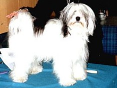 Tara
