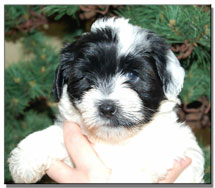 tibet+terrier+welpen