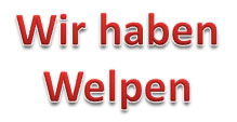 tibet+terrier+welpen